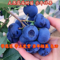 蓝莓苗只卖当年结果苗全部现挖现卖确保成活率