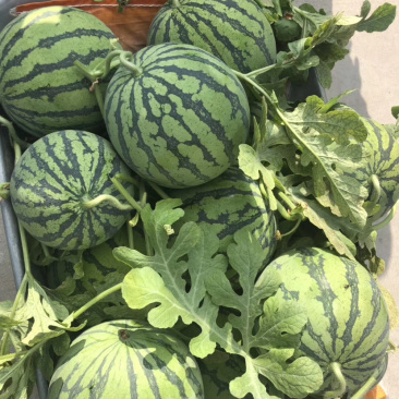 东台西瓜8424，大棚头茬，基地直销一件代发，现场看货。