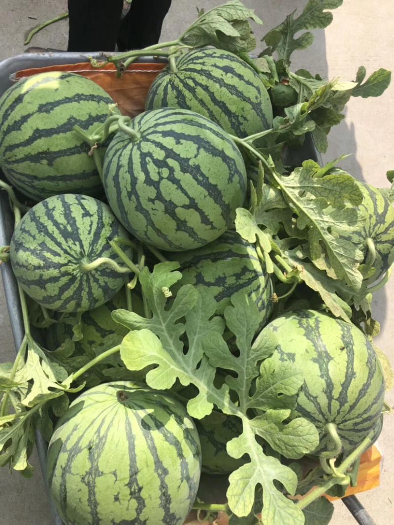 东台西瓜8424，大棚头茬，基地直销一件代发，现场看货。