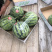东台西瓜8424，大棚头茬，基地直销一件代发，现场看货。