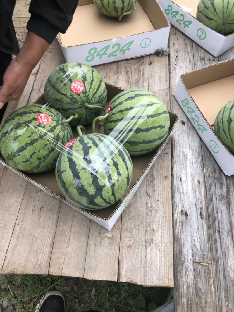 东台西瓜8424，大棚头茬，基地直销一件代发，现场看货。