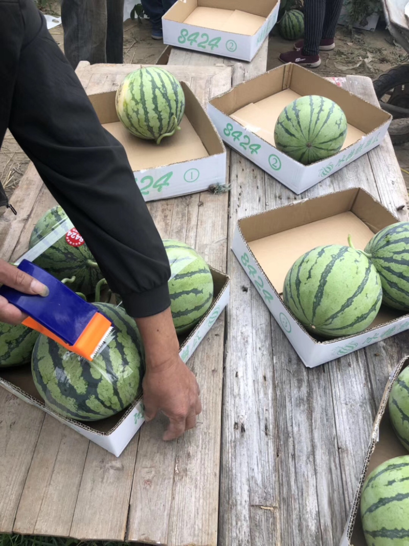 东台西瓜8424，大棚头茬，基地直销一件代发，现场看货。