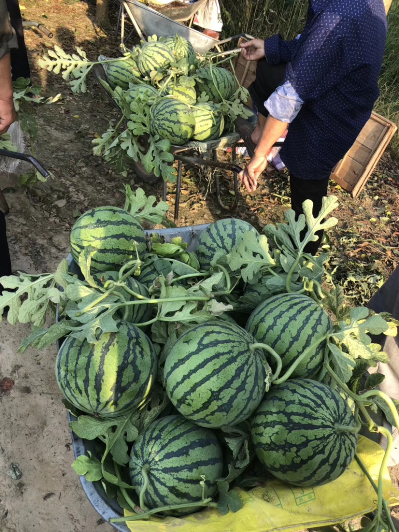 东台西瓜8424，大棚头茬，基地直销一件代发，现场看货。