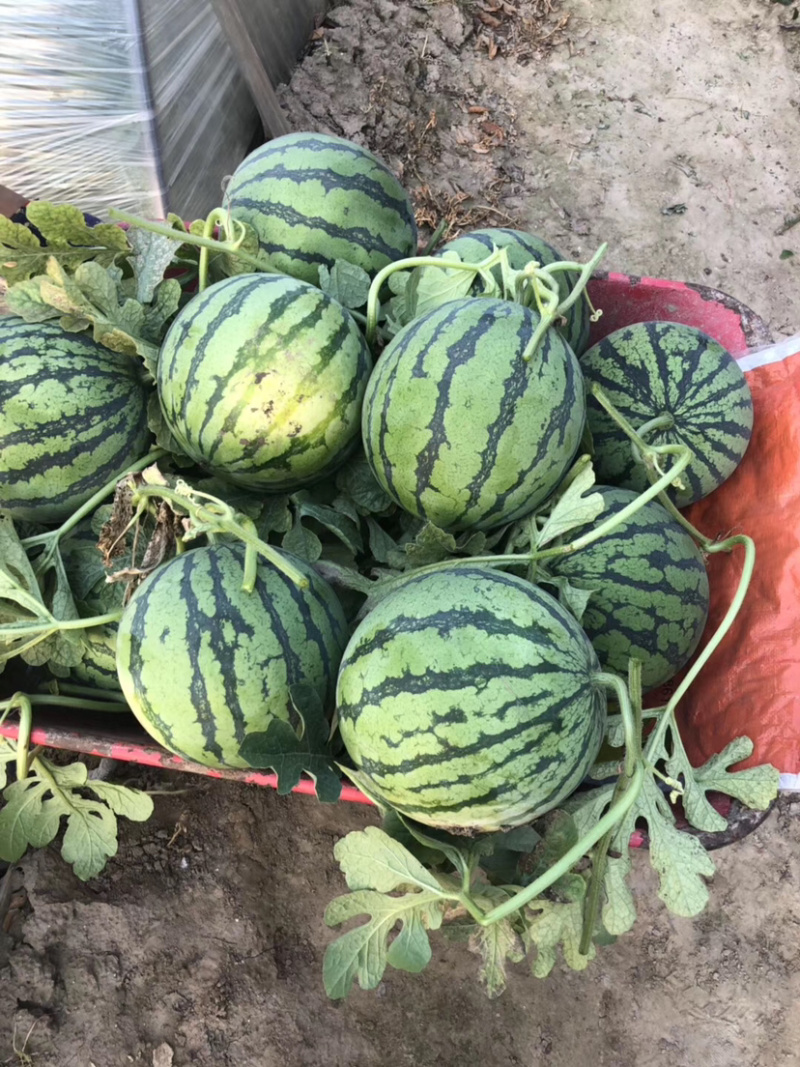 东台西瓜8424，大棚头茬，基地直销一件代发，现场看货。