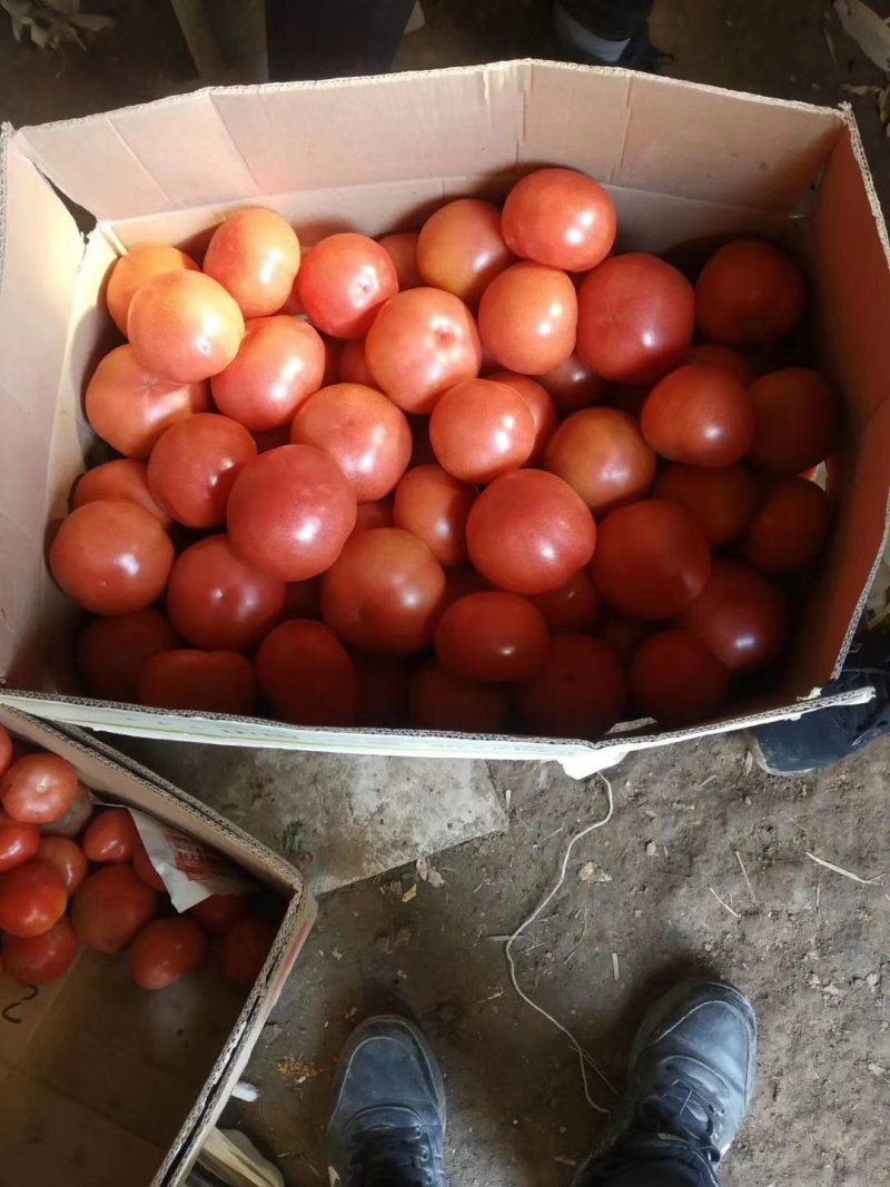 【有好货】产地直销，高温棚西红柿大量供应中视频看货