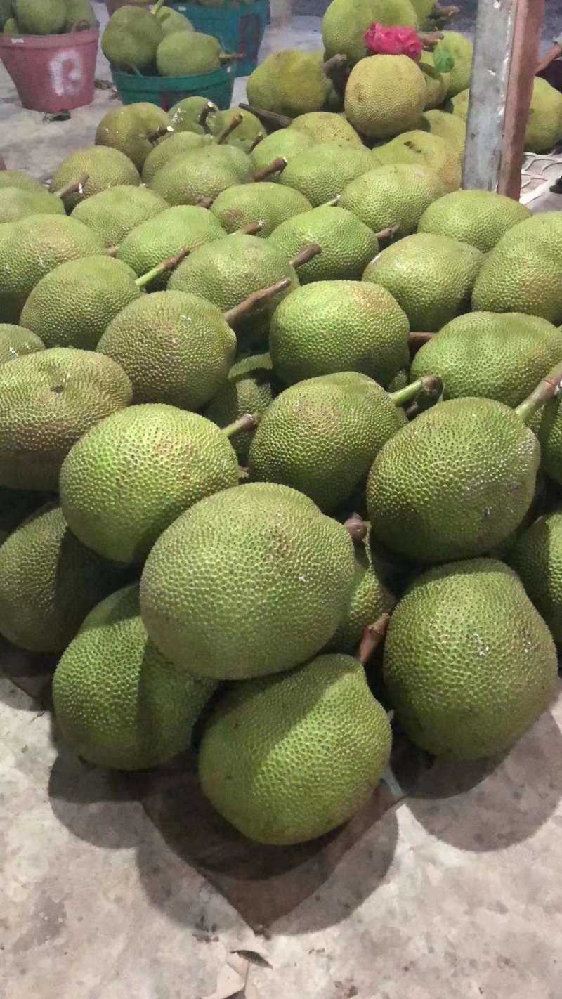 广东菠萝蜜马来一号菠萝蜜大量上市专业验果团队珍珠菠萝蜜