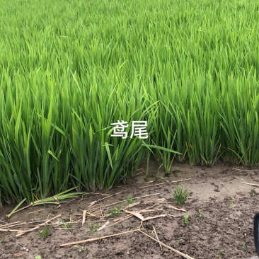 鸢尾