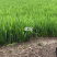 鸢尾