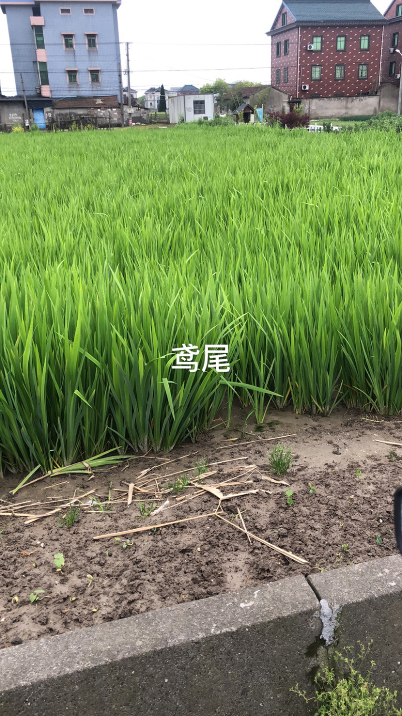 鸢尾