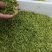 安吉白茶