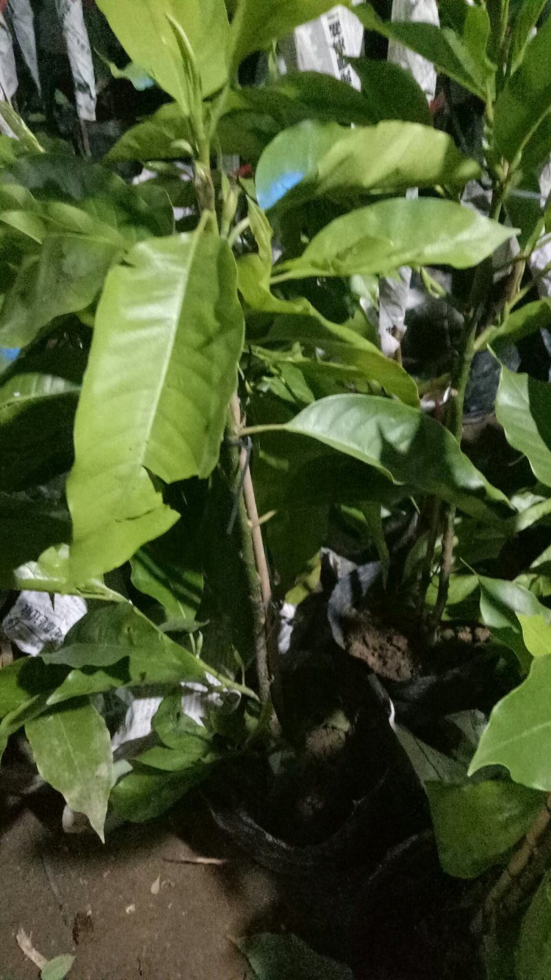 正宗嫁接白兰花苗白兰花树苗白玉兰黄桷兰黄兰盆栽地栽浓香