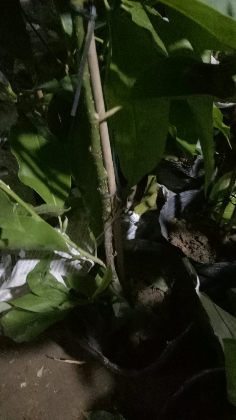 正宗嫁接白兰花苗白兰花树苗白玉兰黄桷兰黄兰盆栽地栽浓香