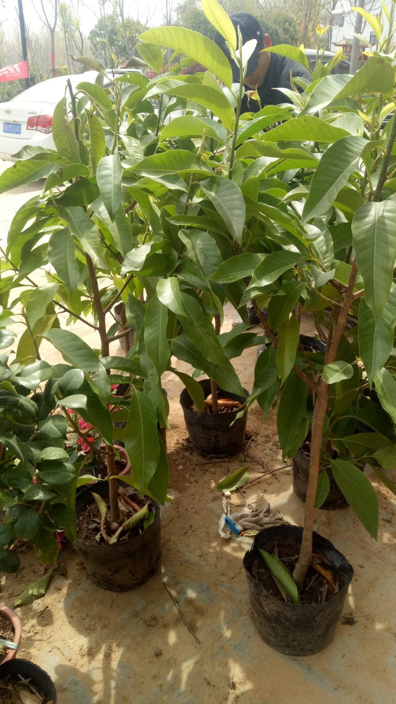 正宗嫁接白兰花苗白兰花树苗白玉兰黄桷兰黄兰盆栽地栽浓香
