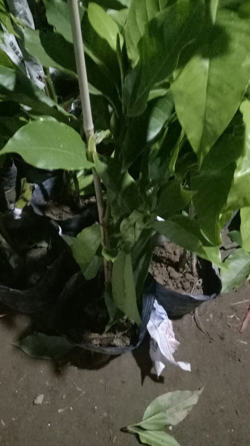 正宗嫁接白兰花苗白兰花树苗白玉兰黄桷兰黄兰盆栽地栽浓香
