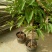 正宗嫁接白兰花苗白兰花树苗白玉兰黄桷兰黄兰盆栽地栽浓香