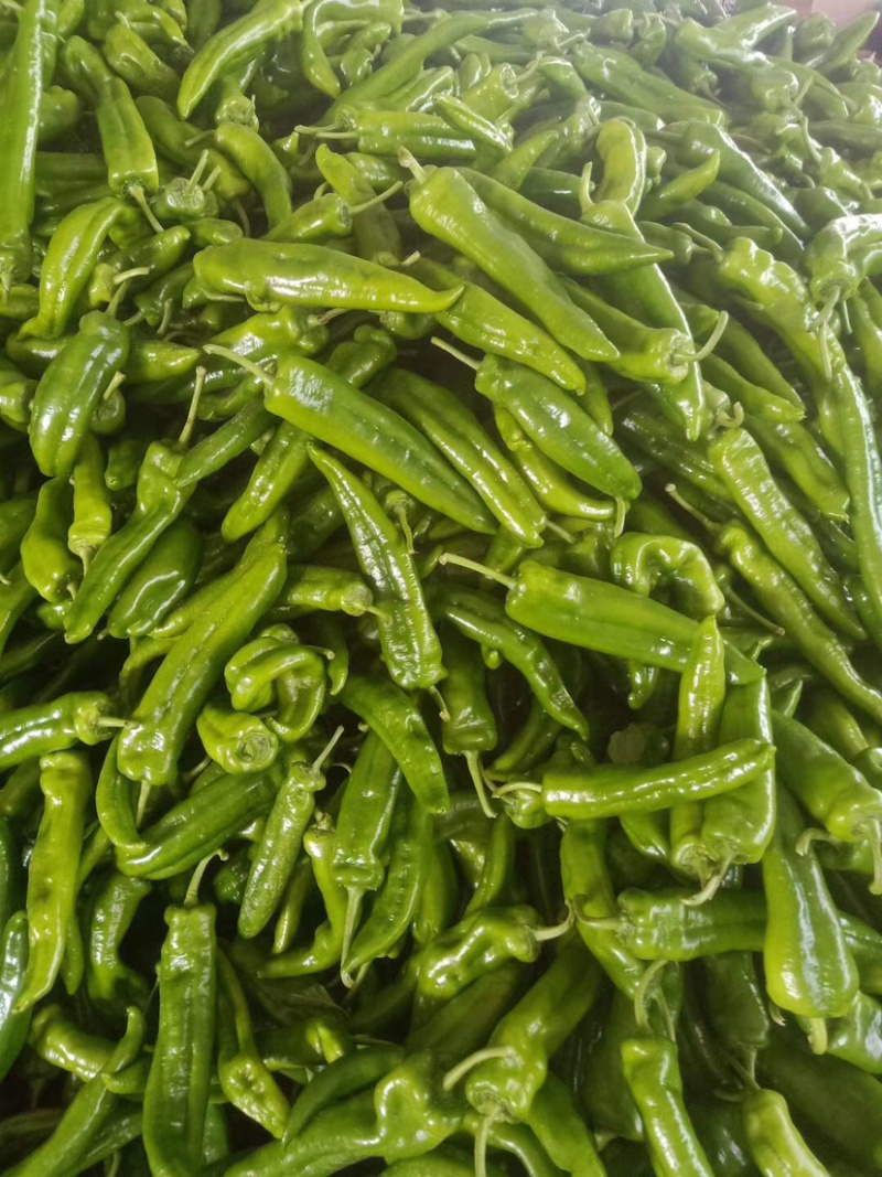 精品尖椒，各种辣椒大量上市