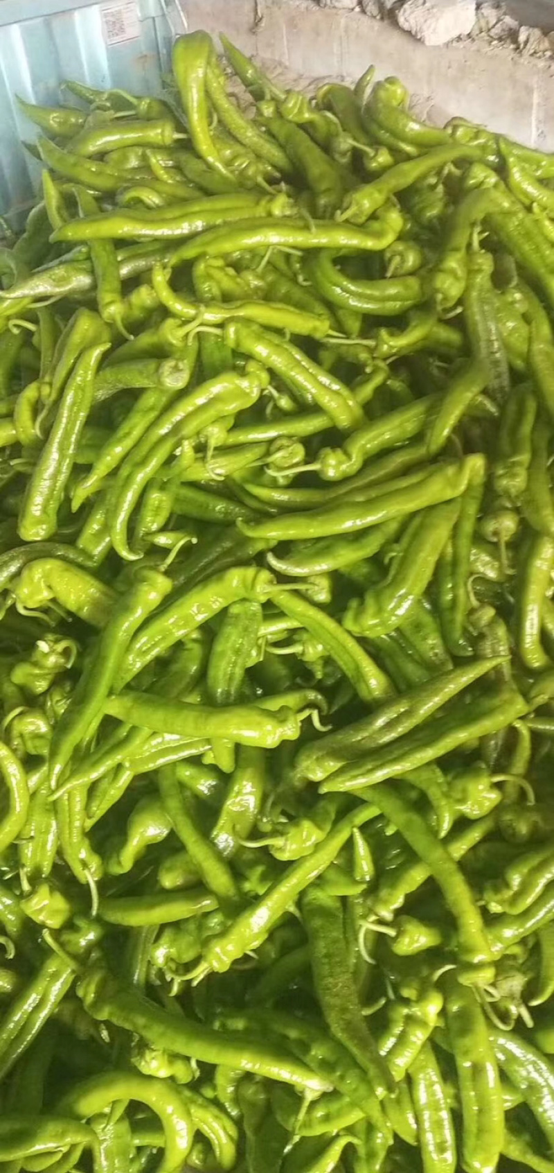 精品尖椒，各种辣椒大量上市