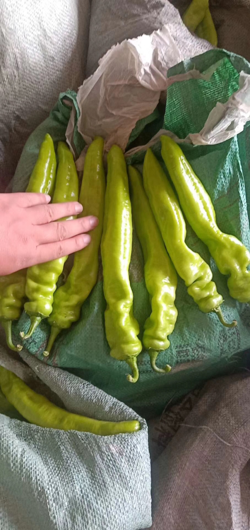 精品尖椒，各种辣椒大量上市