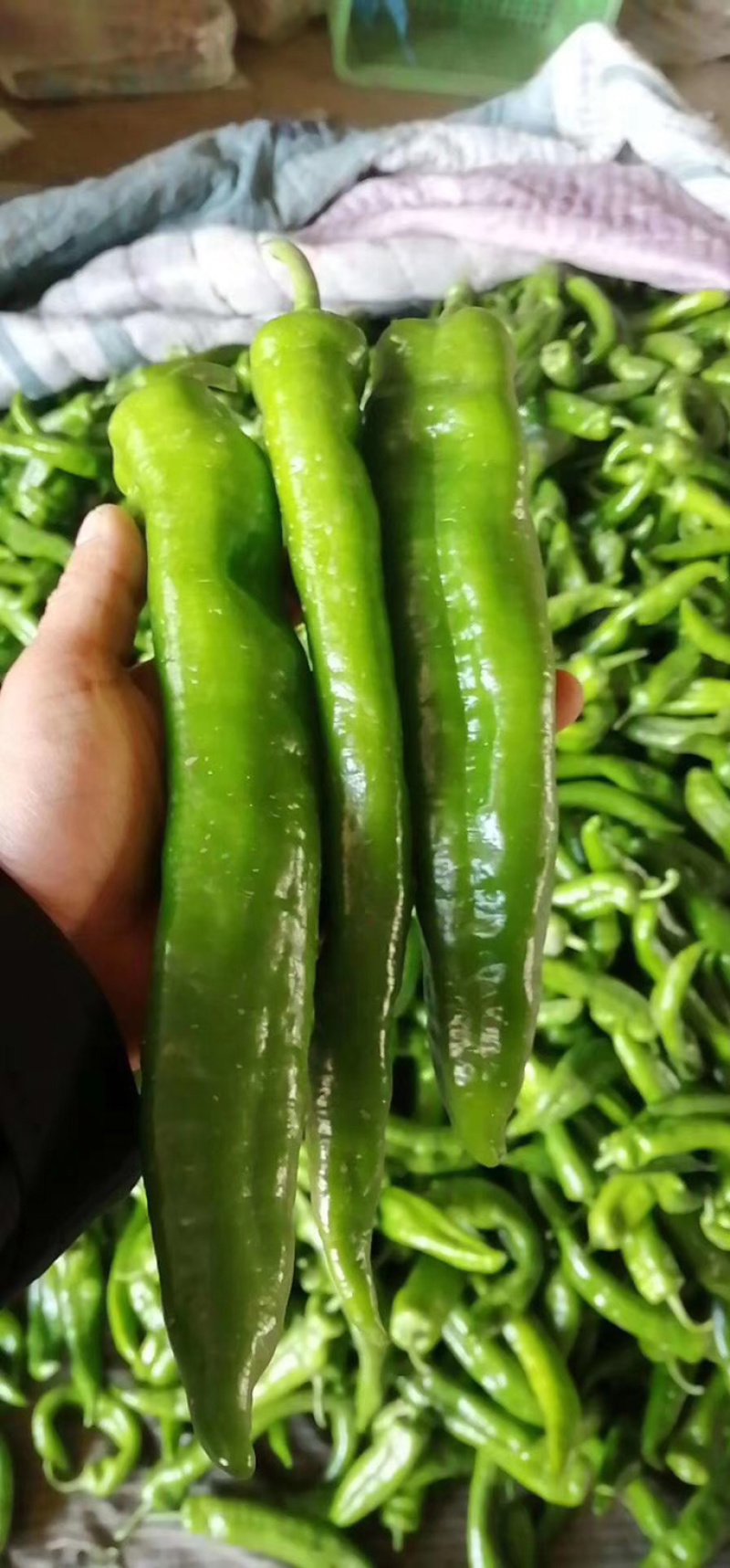 精品尖椒，各种辣椒大量上市
