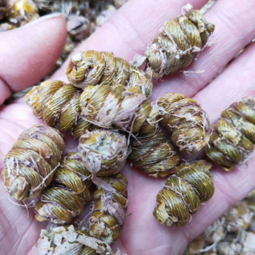 浙江精选铁皮枫斗，霍山石斛渣少胶多，大量批发