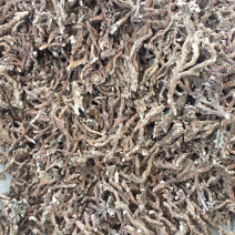 石菖蒲，无毛细净货，粉性足