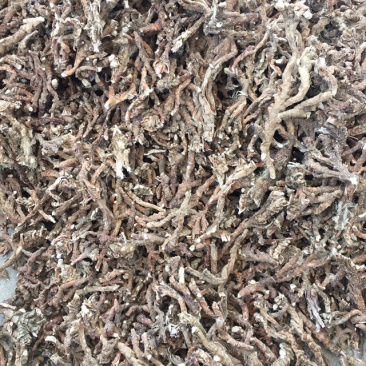 石菖蒲，无毛细净货，粉性足