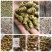 浙江精选铁皮枫斗，霍山石斛渣少胶多，大量批发
