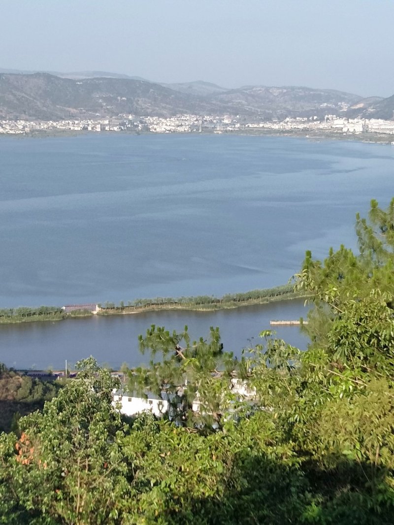 石屏新鲜大杨梅个大口感好，颜色亮厂地只发