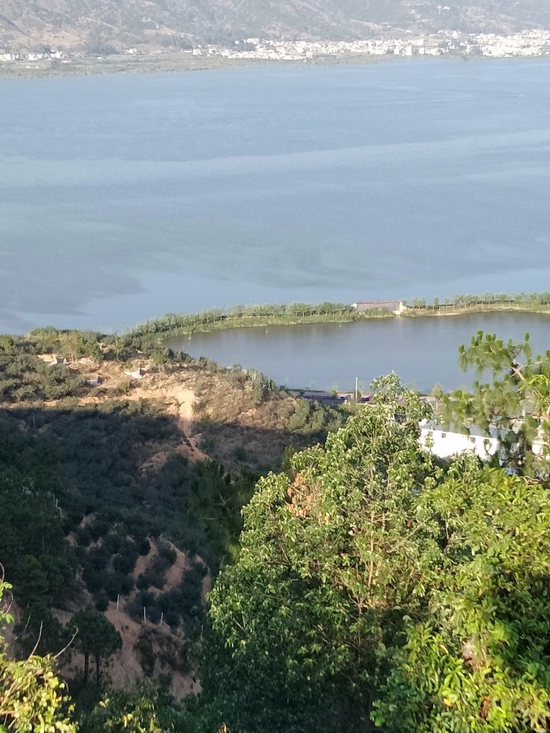 石屏新鲜大杨梅个大口感好，颜色亮厂地只发