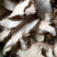 无硫萆薢片，无硫色白无碎沫含量足，质量达药典标准