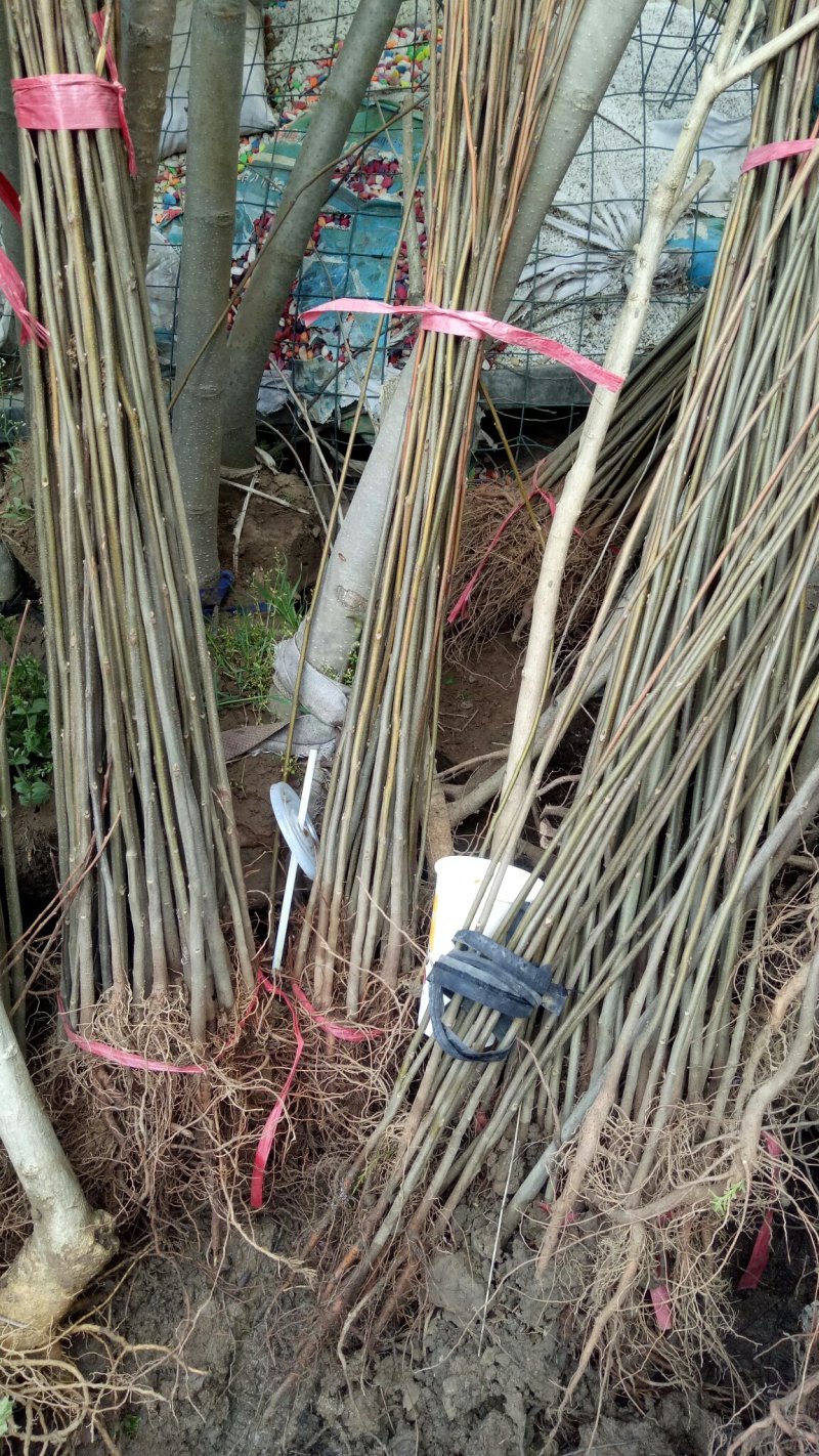 栾树苗绿化苗木庭院行道树绿化黄山栾树大小规格齐全