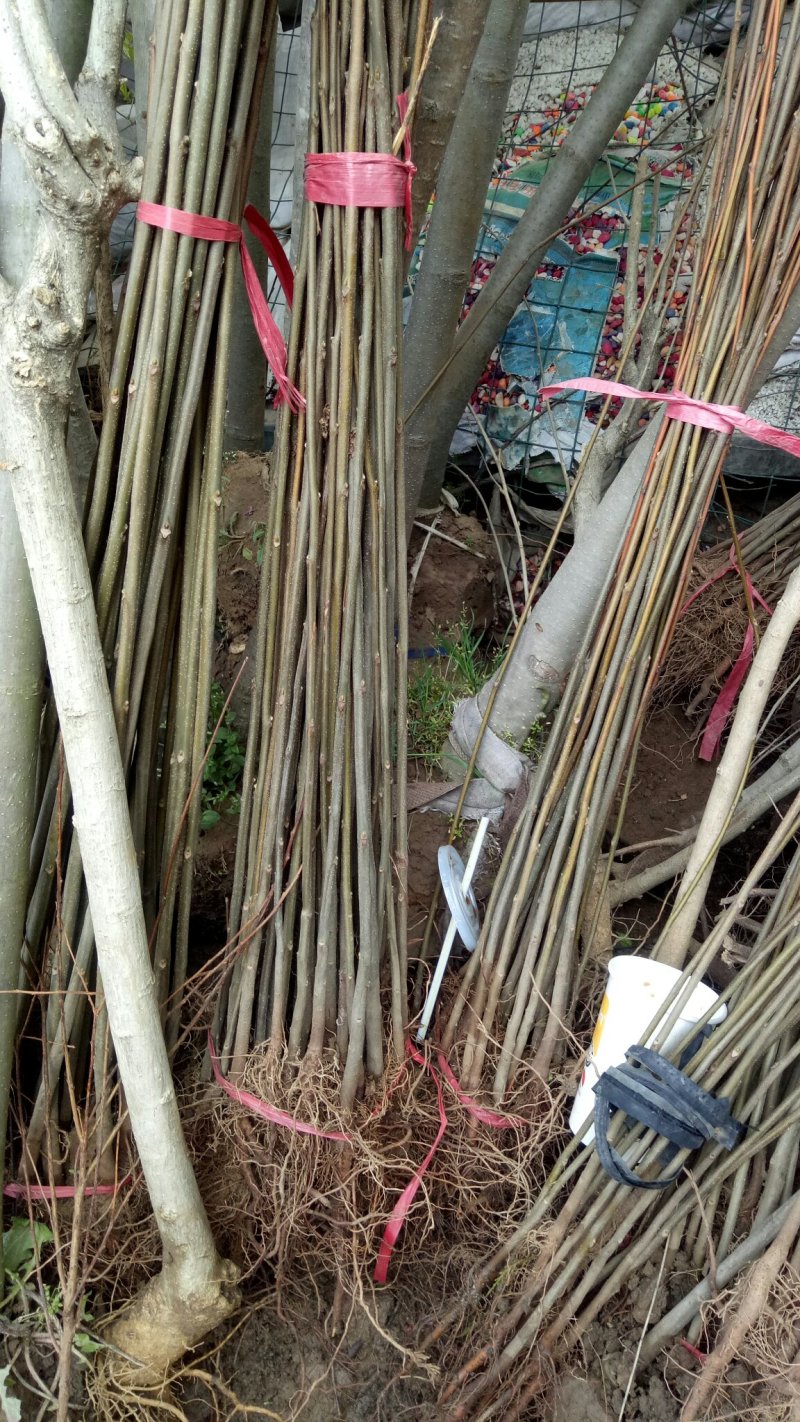 栾树苗绿化苗木庭院行道树绿化黄山栾树大小规格齐全