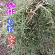 [伸筋草批发]四川野生伸筋草价格10.00元/斤 - 一亩田