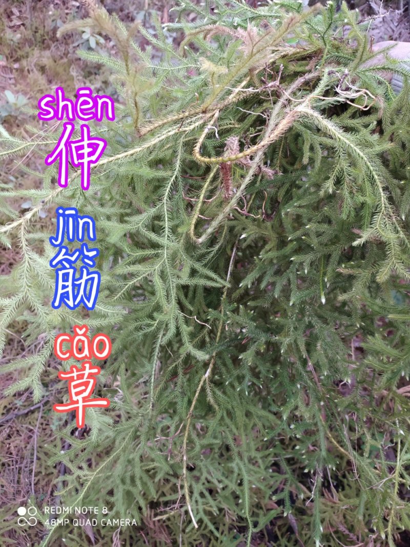 贵州毕节古夜郎大地野生伸筋草铺地蜈蚣