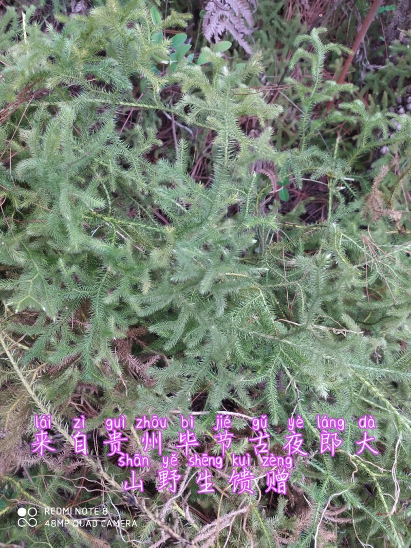 贵州毕节古夜郎大地野生伸筋草铺地蜈蚣