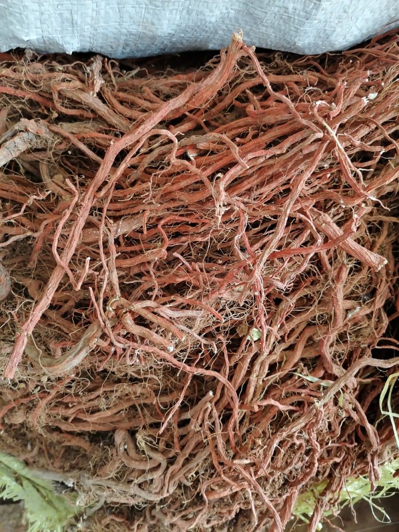 山东丹参精品(包含量)常年大量供应山东道地各种中药材