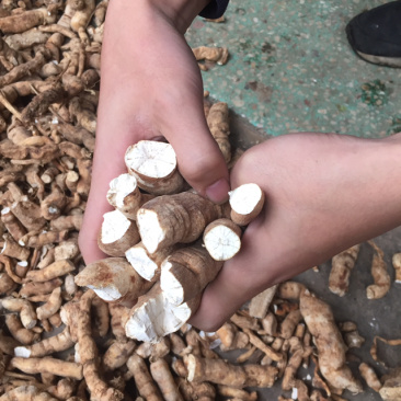 野生粉防己，无硫烘干药性好含量足，常年供应保质保量