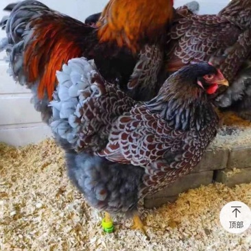 宠物鸡种蛋大体怀特进口鸡贵族观赏直销受精蛋10枚防震包邮