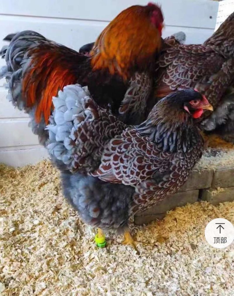 宠物鸡种蛋大体怀特进口鸡贵族观赏直销受精蛋10枚防震包邮