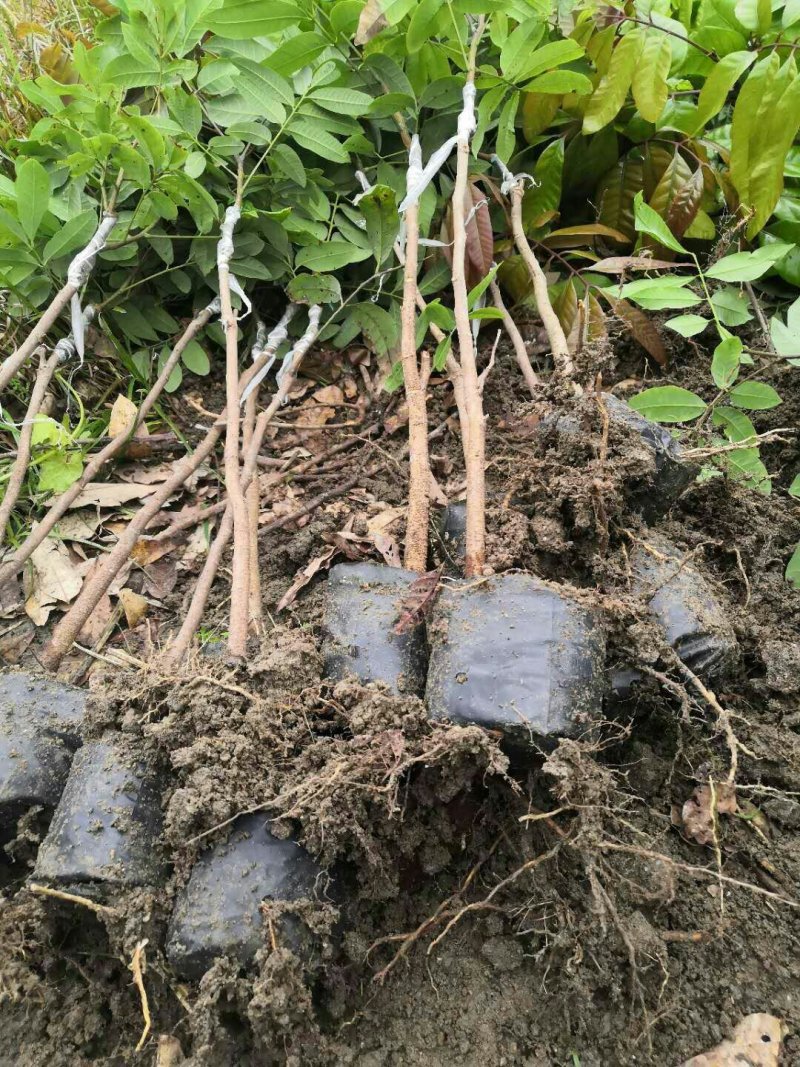 嫁接龙眼苗（正宗石硖龙眼小杯苗、古山龙眼小杯苗）