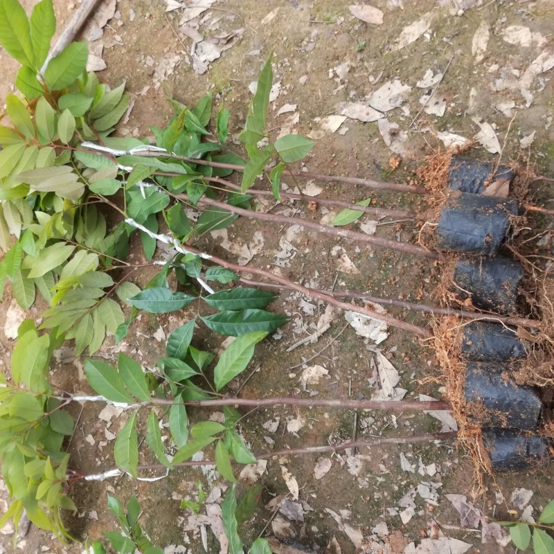 嫁接龙眼苗（正宗石硖龙眼小杯苗、古山龙眼小杯苗）