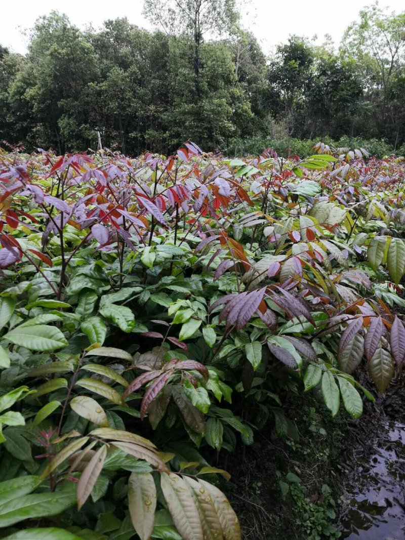 嫁接龙眼苗（正宗石硖龙眼小杯苗、古山龙眼小杯苗）