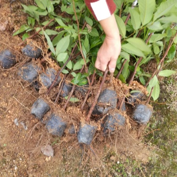 嫁接龙眼苗（正宗石硖龙眼小杯苗、古山龙眼小杯苗）