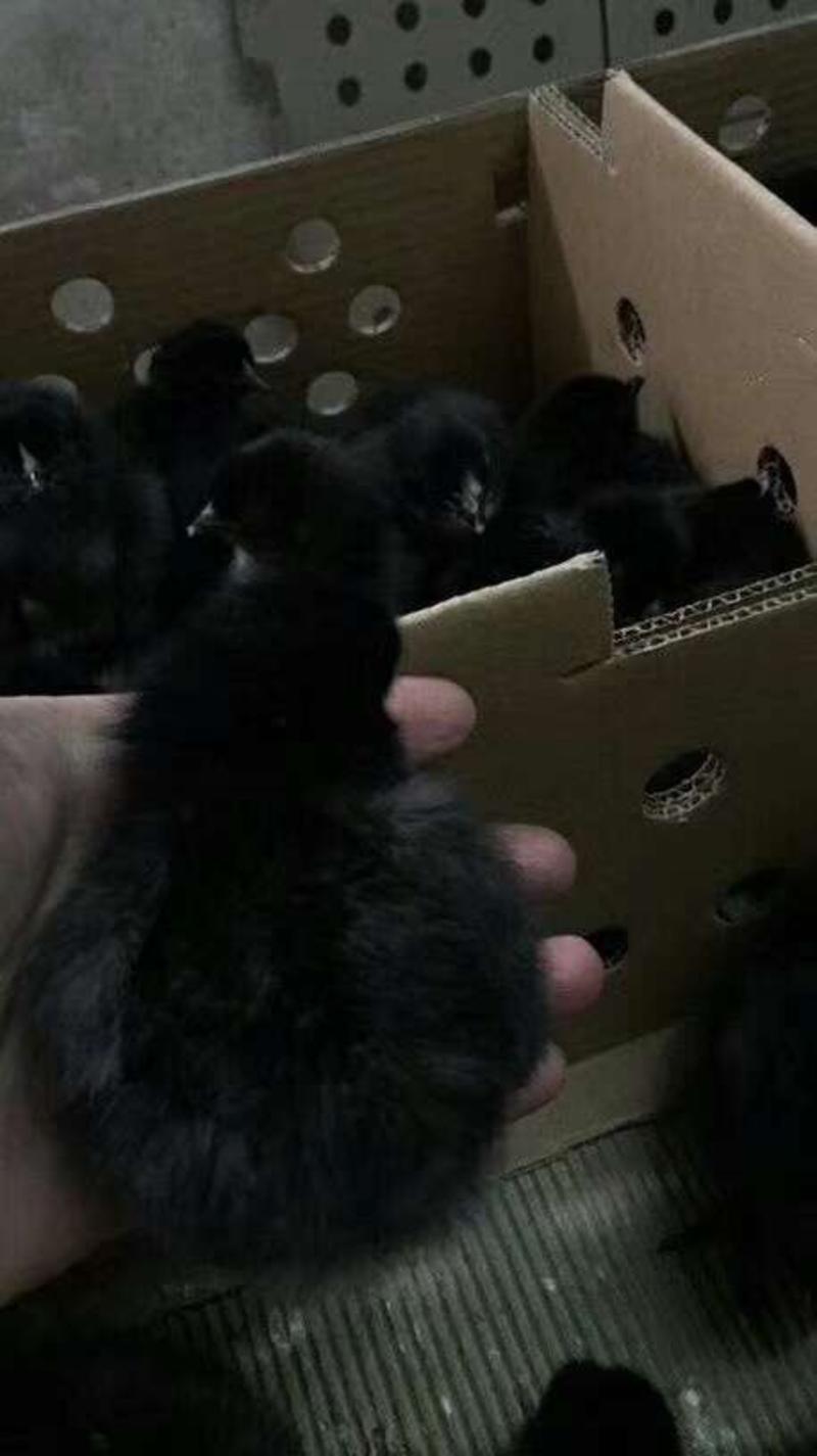 五黑鸡苗大量供应，质量保证价格实惠