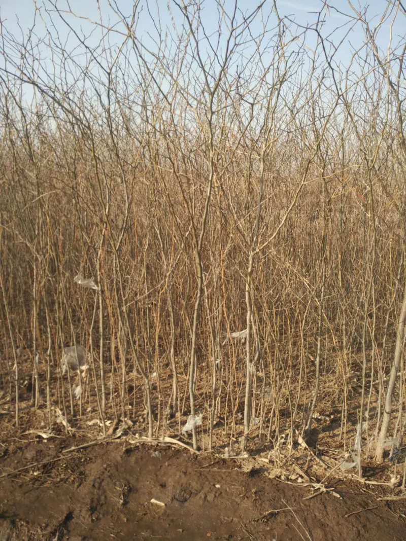 7年皂角树苗本溪桓仁无中间商树非常好适合定植嫁接
