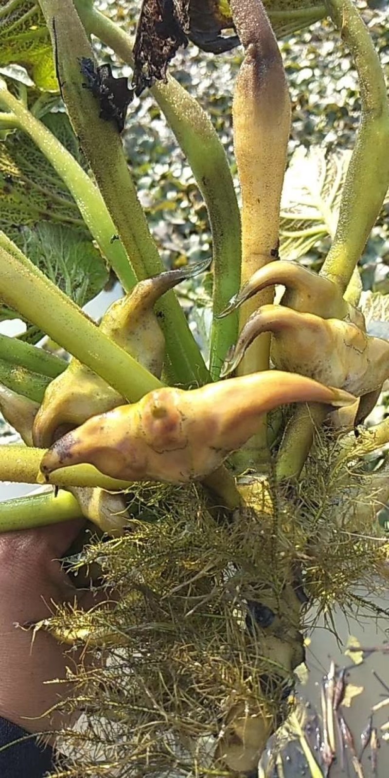 大量菱角种苗供应，高产早熟大青菱，价格美丽