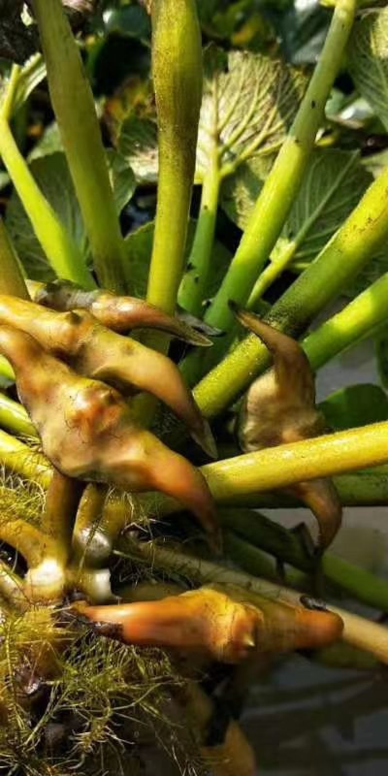 大量菱角种苗供应，高产早熟大青菱，价格美丽