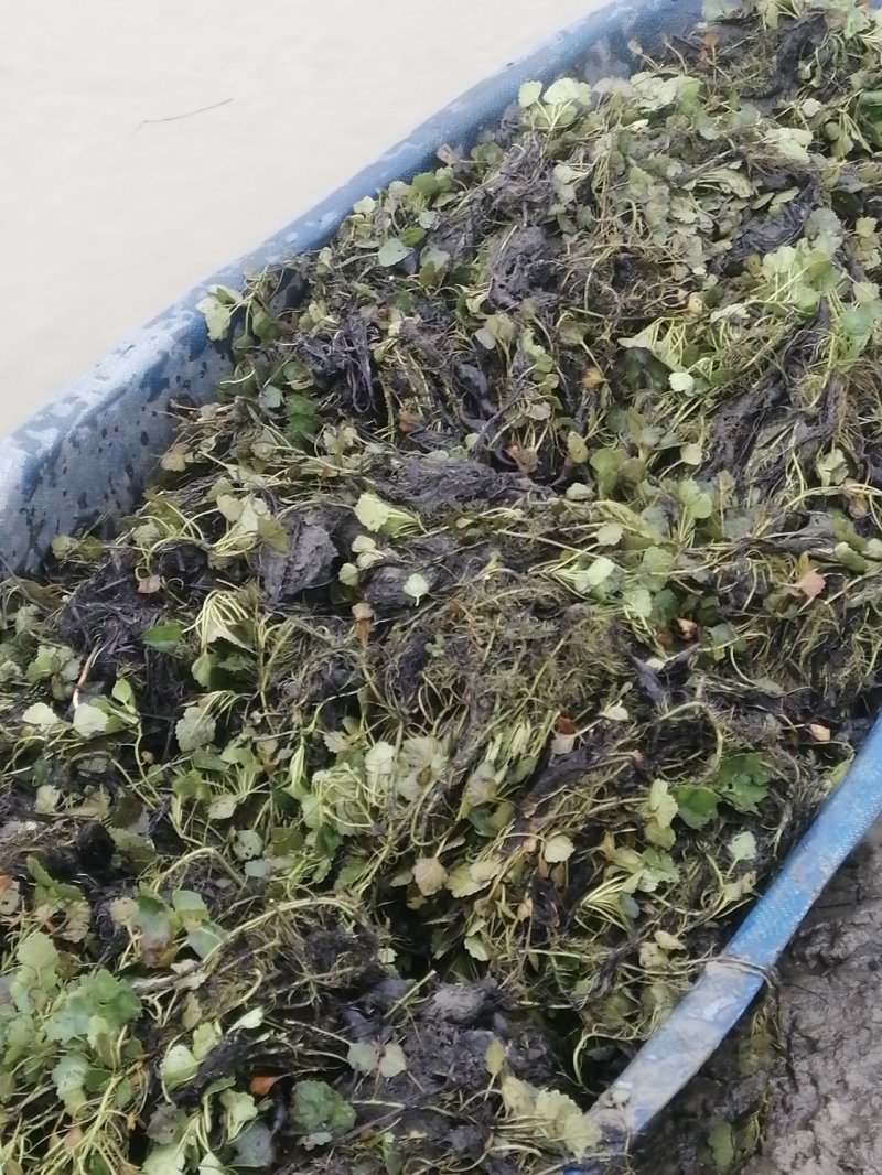 大量菱角种苗供应，高产早熟大青菱，价格美丽