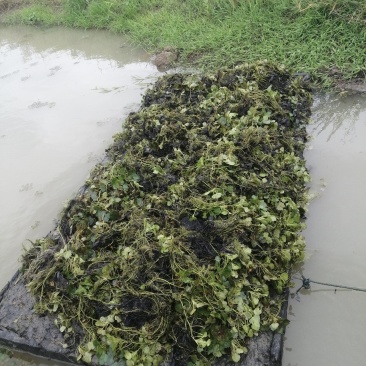 大量菱角种苗供应，高产早熟大青菱，价格美丽