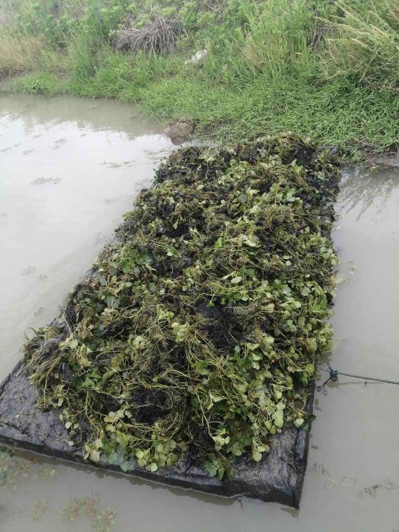 大量菱角种苗供应，高产早熟大青菱，价格美丽